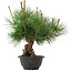 Pinus thunbergii, 29,5 cm, ± 18 anni
