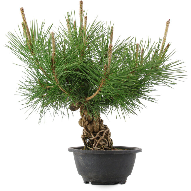 Pinus thunbergii, 29,5 cm, ± 18 jaar oud