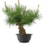Pinus thunbergii, 29,5 cm, ± 18 years old