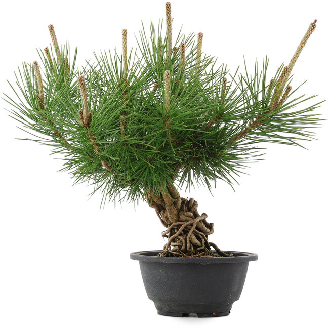 Pinus thunbergii, 29,5 cm, ± 18 jaar oud