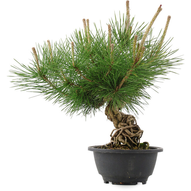 Pinus thunbergii, 29,5 cm, ± 18 jaar oud