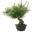 Pinus thunbergii, 29,5 cm, ± 18 years old