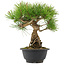 Pinus thunbergii, 26 cm, ± 18 jaar oud