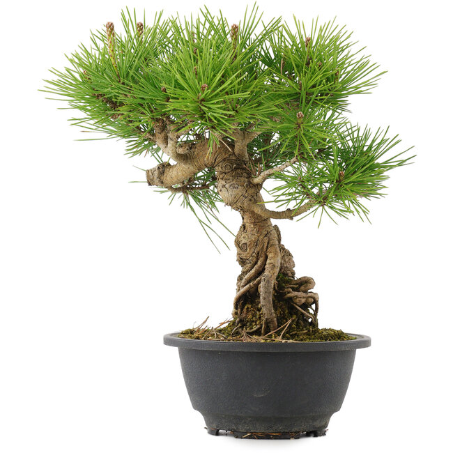 Pinus thunbergii, 26 cm, ± 18 Jahre alt