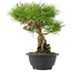 Pinus thunbergii, 26 cm, ± 18 jaar oud