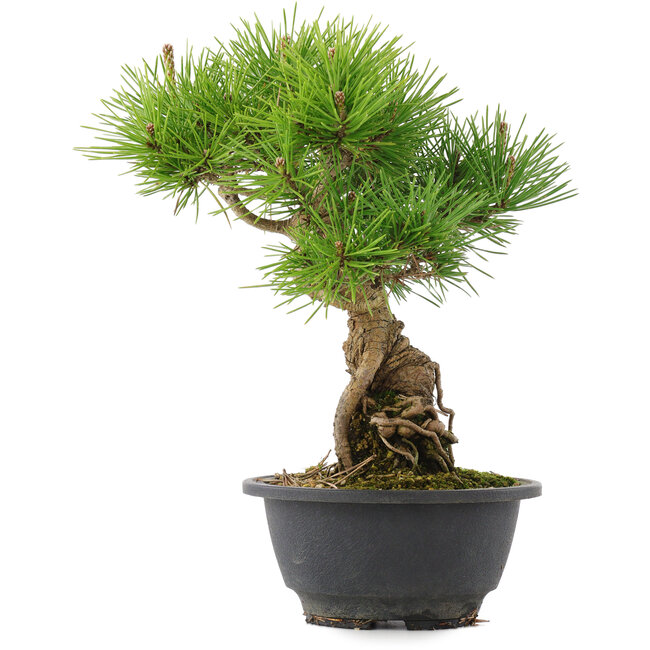 Pinus thunbergii, 26 cm, ± 18 years old