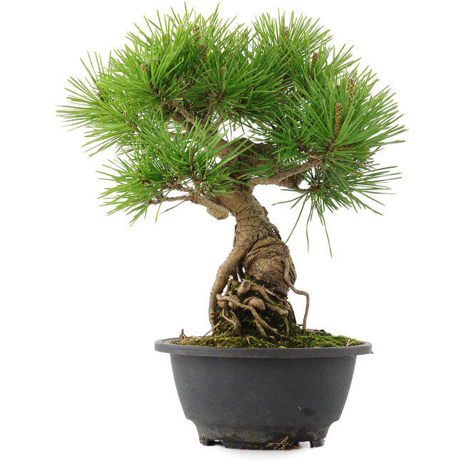Pinus thunbergii, 26 cm, ± 18 años