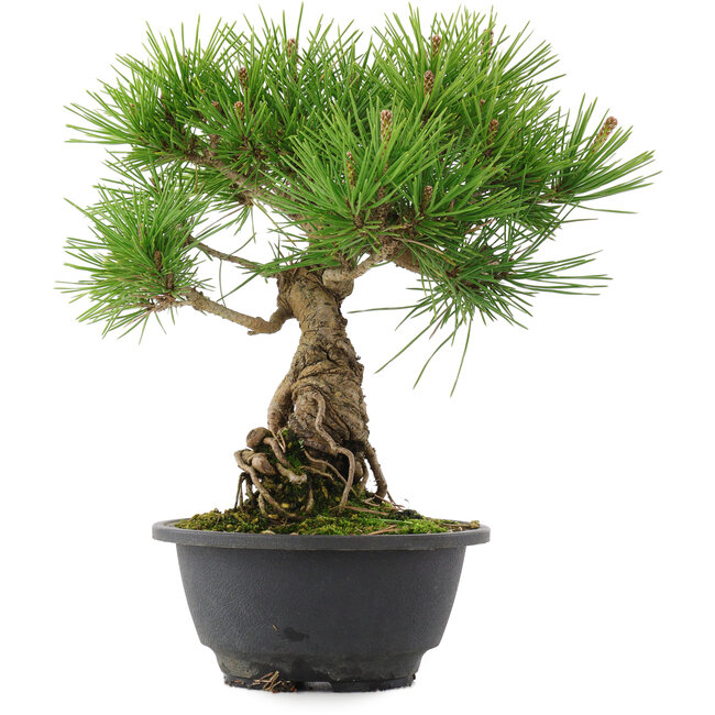Pinus thunbergii, 26 cm, ± 18 jaar oud