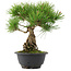 Pinus thunbergii, 26 cm, ± 18 jaar oud