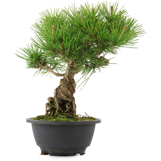 Pinus thunbergii, 26 cm, ± 18 Jahre alt