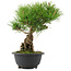 Pinus thunbergii, 26 cm, ± 18 years old