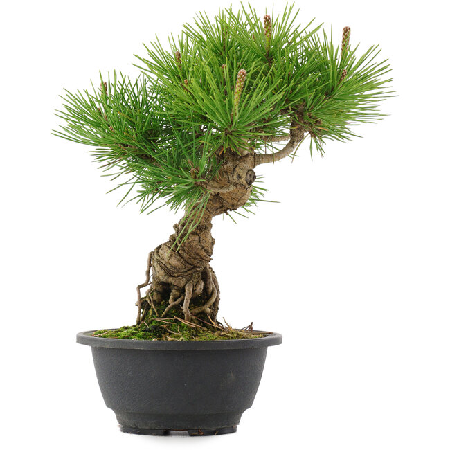 Pinus thunbergii, 26 cm, ± 18 jaar oud