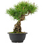 Pinus thunbergii, 26 cm, ± 18 jaar oud