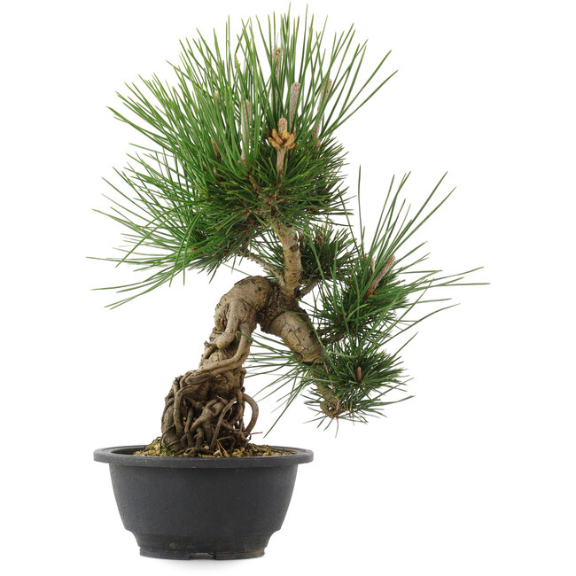 Pinus thunbergii, 32,5 cm, ± 18 jaar oud