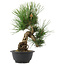 Pinus thunbergii, 32,5 cm, ± 18 years old