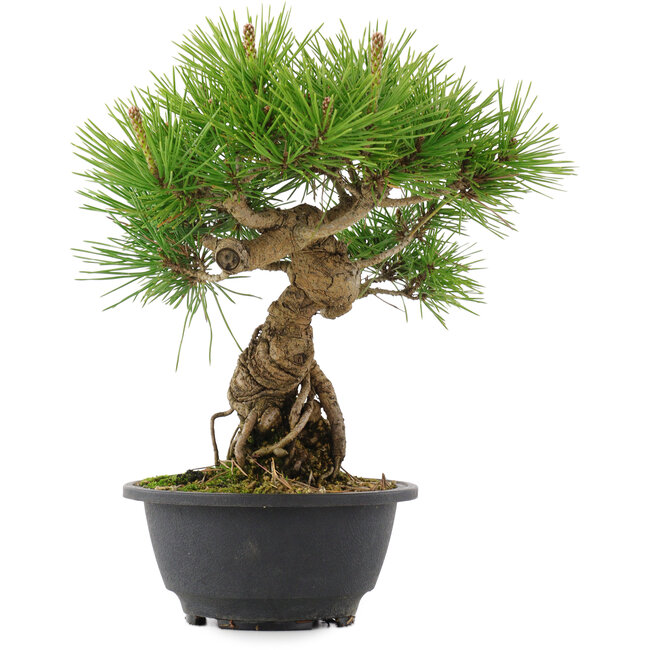 Pinus thunbergii, 26 cm, ± 18 años