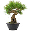 Pinus thunbergii, 26 cm, ± 18 jaar oud