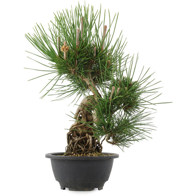 Pinus thunbergii, 32,5 cm, ± 18 jaar oud