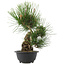 Pinus thunbergii, 32,5 cm, ± 18 years old