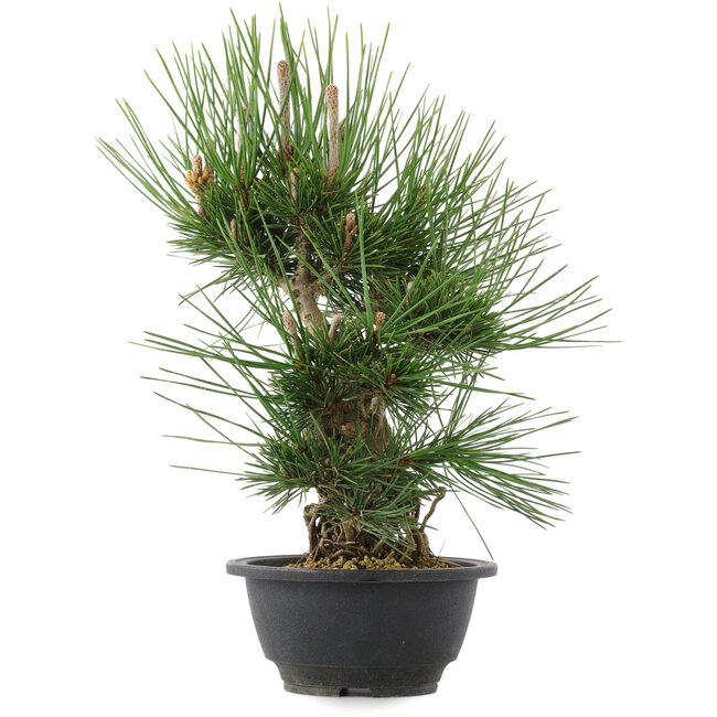 Pinus thunbergii, 32,5 cm, ± 18 Jahre alt