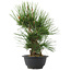Pinus thunbergii, 32,5 cm, ± 18 jaar oud