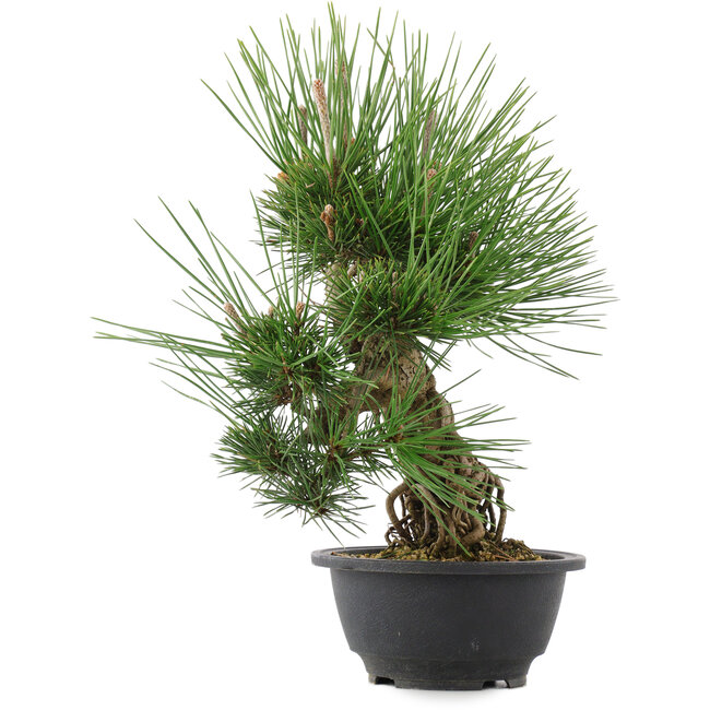 Pinus thunbergii, 32,5 cm, ± 18 Jahre alt