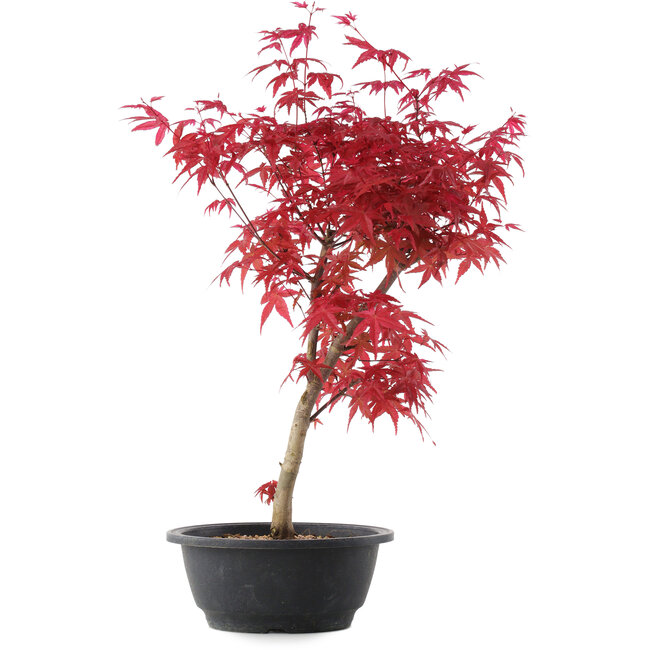 Acer palmatum Deshojo, 48 cm, ± 10 Jahre alt