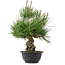 Pinus thunbergii, 33 cm, ± 18 ans