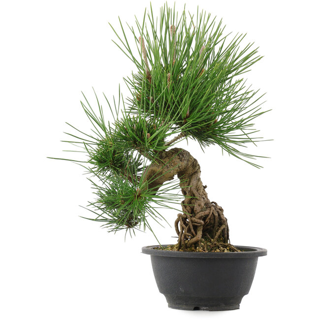 Pinus thunbergii, 32,5 cm, ± 18 Jahre alt