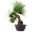 Pinus thunbergii, 32,5 cm, ± 18 ans