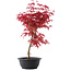 Acer palmatum Deshojo, 48 cm, ± 10 Jahre alt