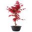 Acer palmatum Deshojo, 48 cm, ± 10 ans