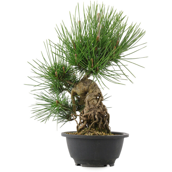 Pinus thunbergii, 32,5 cm, ± 18 Jahre alt