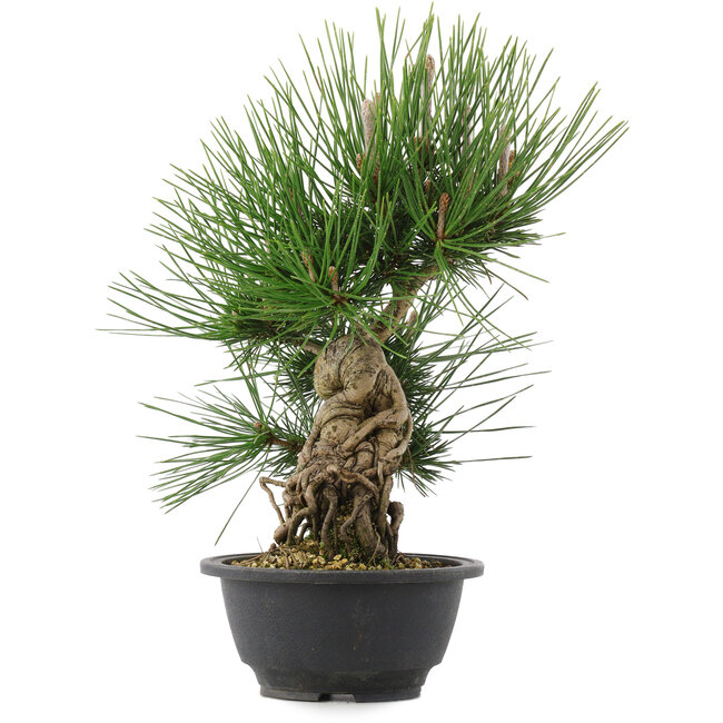 Pinus thunbergii, 32,5 cm, ± 18 ans