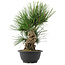 Pinus thunbergii, 32,5 cm, ± 18 jaar oud