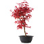 Acer palmatum Deshojo, 48 cm, ± 10 Jahre alt