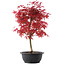 Acer palmatum Deshojo, 43 cm, ± 10 Jahre alt