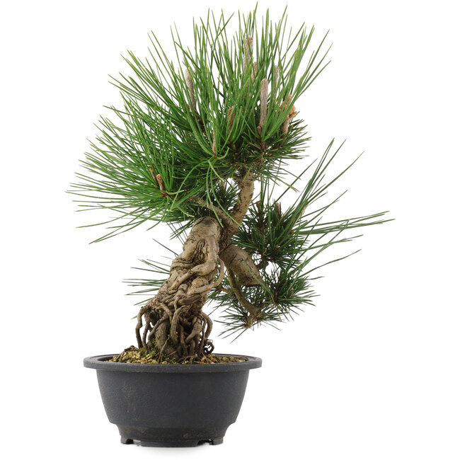 Pinus thunbergii, 32,5 cm, ± 18 ans