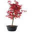 Acer palmatum Deshojo, 43 cm, ± 10 jaar oud