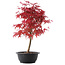 Acer palmatum Deshojo, 43 cm, ± 10 Jahre alt