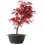 Acer palmatum Deshojo, 36 cm, ± 10 years old