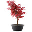 Acer palmatum Deshojo, 36 cm, ± 10 anni