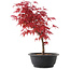 Acer palmatum Deshojo, 36 cm, ± 10 anni