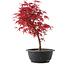 Acer palmatum Deshojo, 36 cm, ± 10 years old