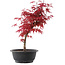 Acer palmatum Deshojo, 36 cm, ± 10 years old