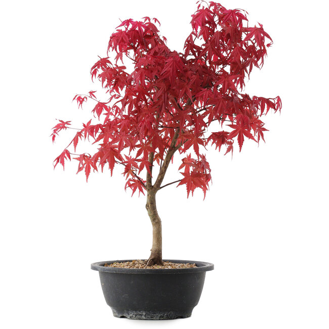 Acer palmatum Deshojo, 42 cm, ± 10 años