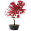 Acer palmatum Deshojo, 42 cm, ± 10 años