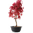 Acer palmatum Deshojo, 42 cm, ± 10 años