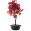 Acer palmatum Deshojo, 42 cm, ± 10 años