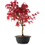 Acer palmatum Deshojo, 42 cm, ± 10 años